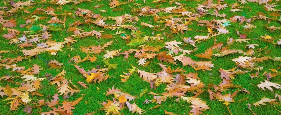 Dried leaves on a lawn