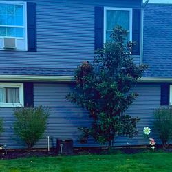 A blue house with black shutters and a tree in front of it.