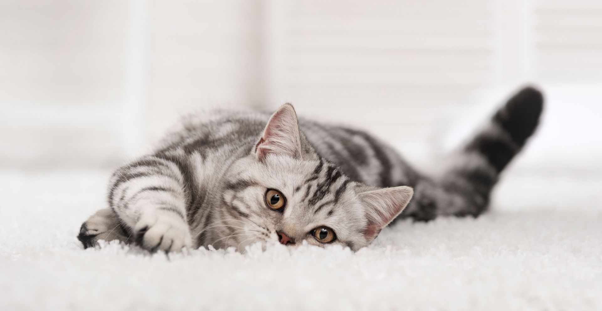 Silver tabby cat lying on a white, fluffy surface; looking at viewer.
