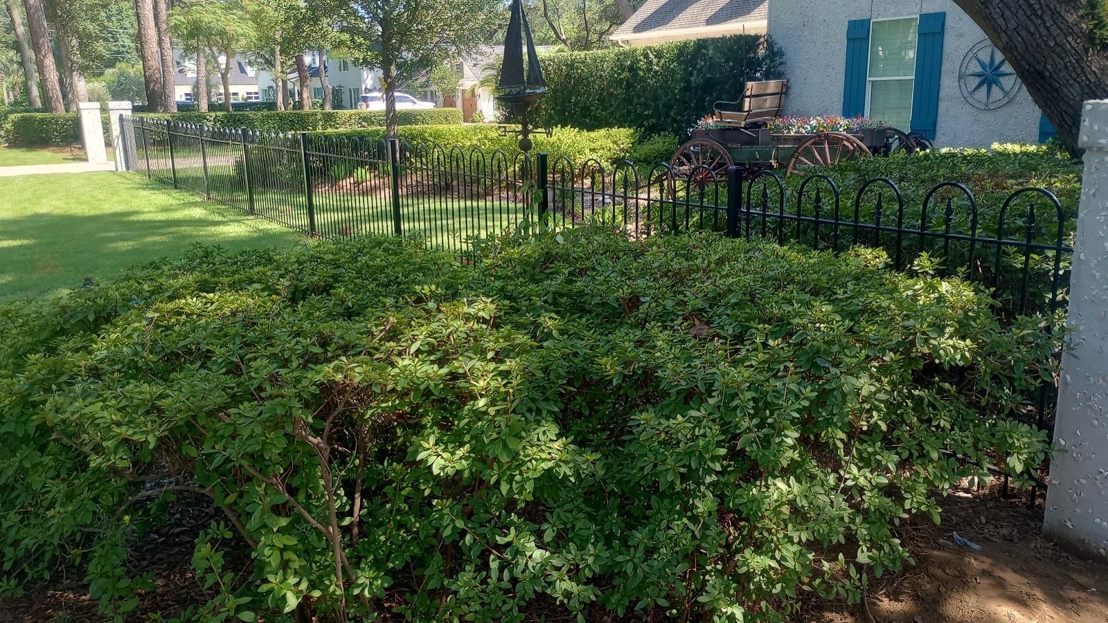 Green shrubs and a black fence in a sunny yard beside a blue house