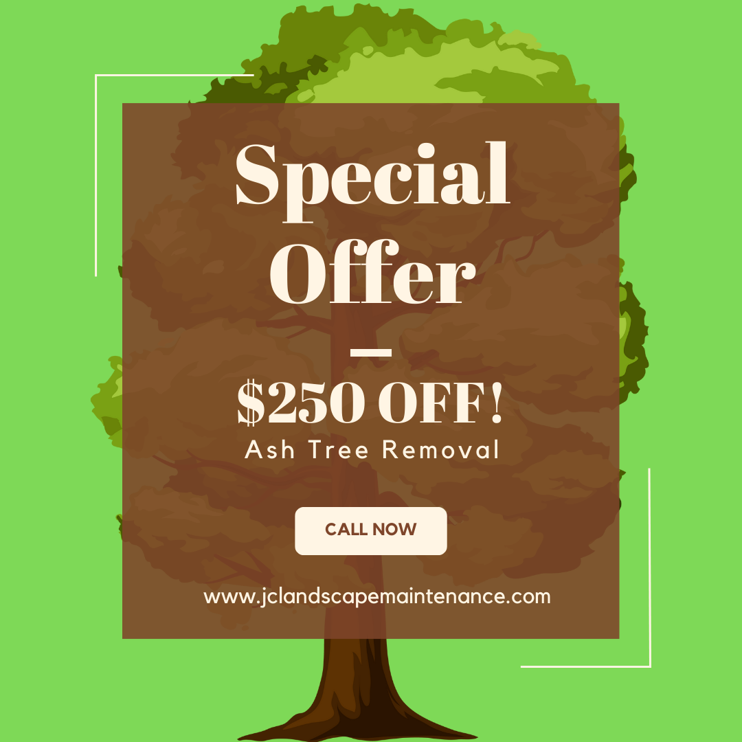 A special offer for $ 250 off ash tree removal.