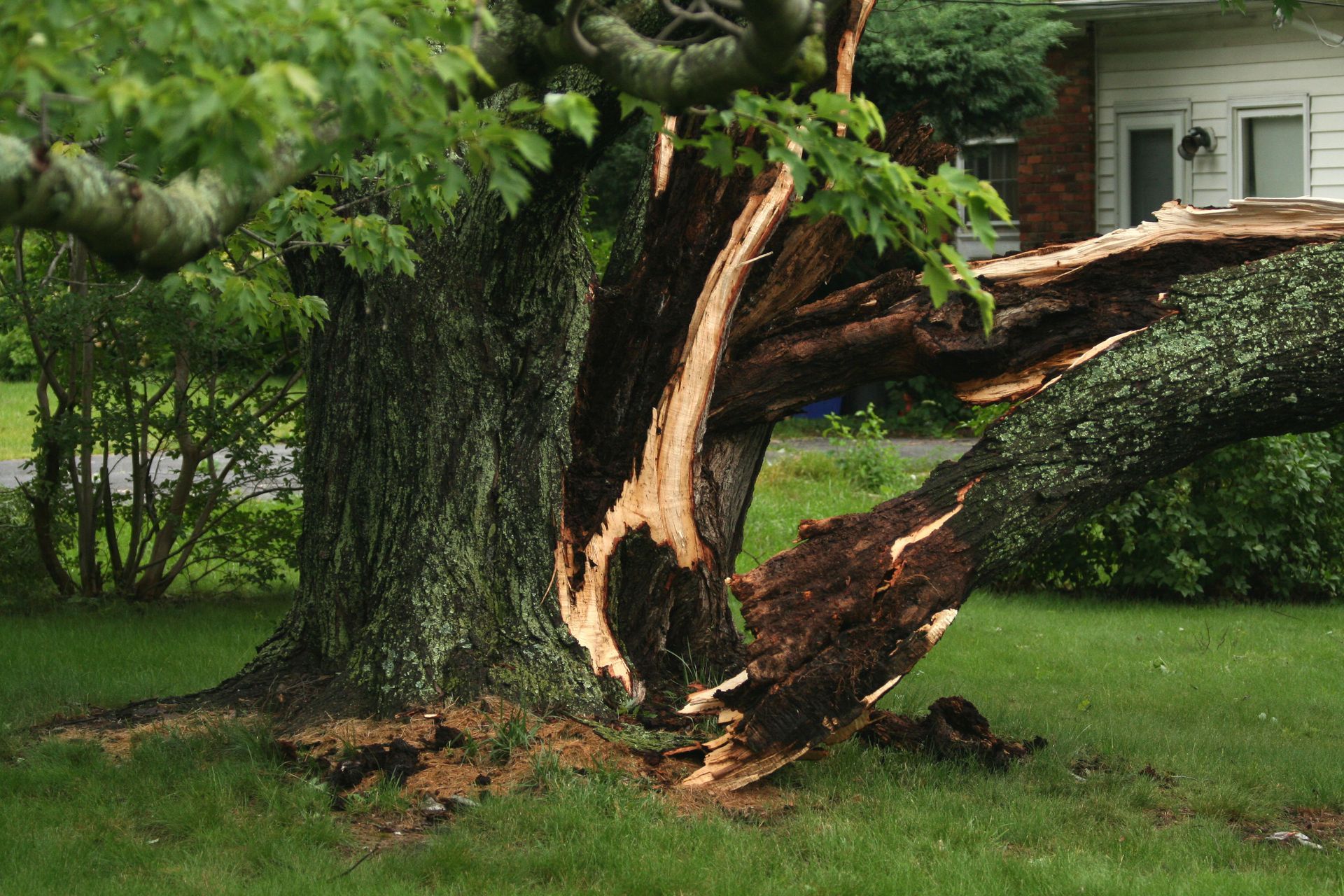 Cracked tree trunk with exposed wood and broken branches on a lawn.