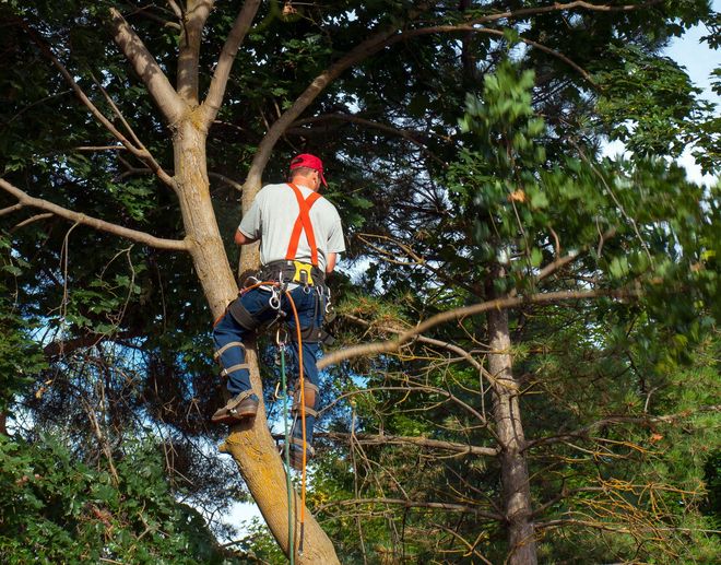 Arborist in a tree trimming branches, wearing a harness and red hard hat, on a sunny day.