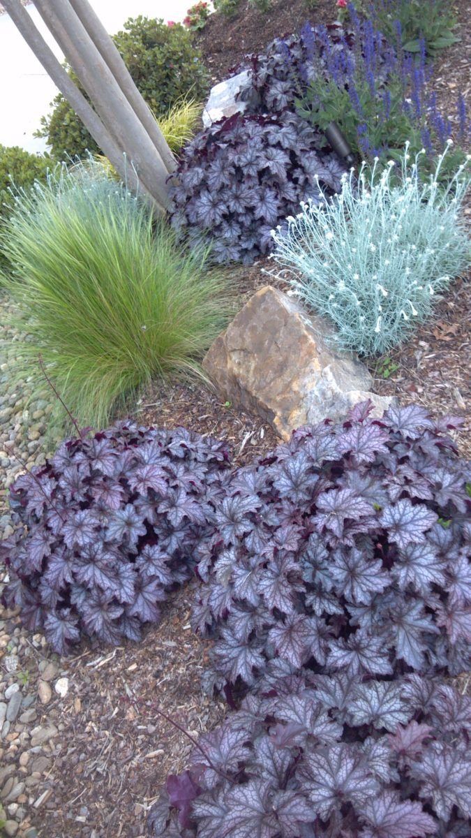 Colorful ornamental grasses and purple foliage in a landscaped garden bed around rocks and a tree trunk