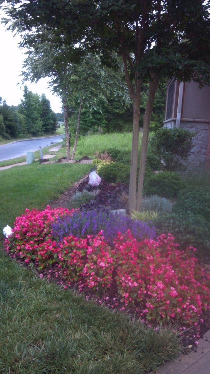 Flowerbed with bright pink and purple flowers beside a tree and house along a quiet street