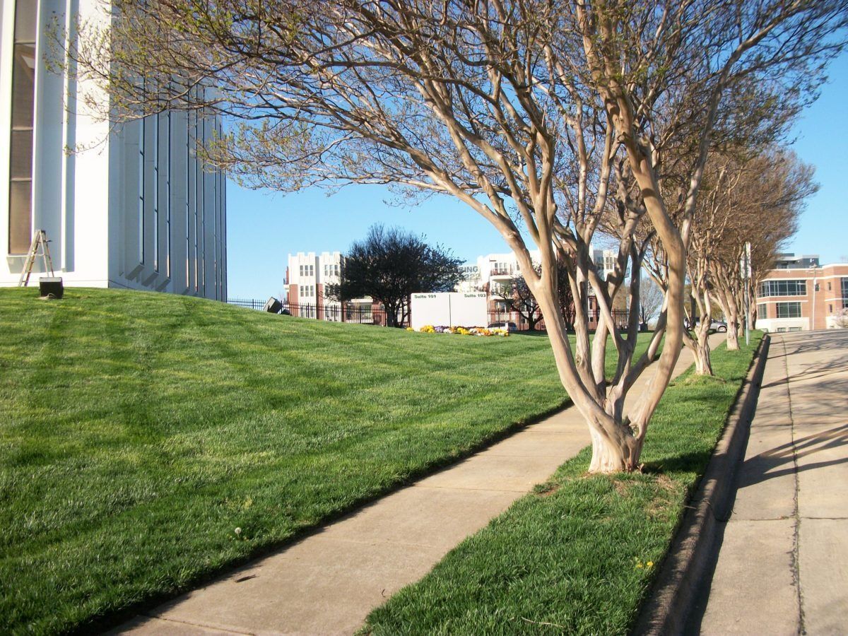 Sunny campus walkway beside green lawn and leafless trees, with buildings in the background