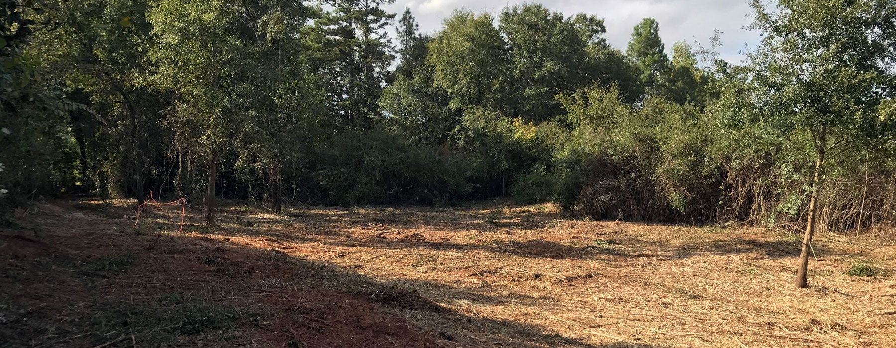 A clearing with trees in the background; the ground is covered with brown leaves.