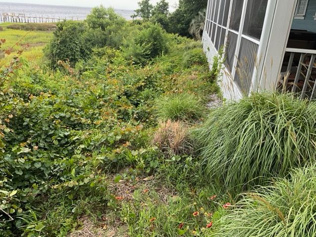 Overgrown vegetation next to a white building with a screened porch, near a body of water.
