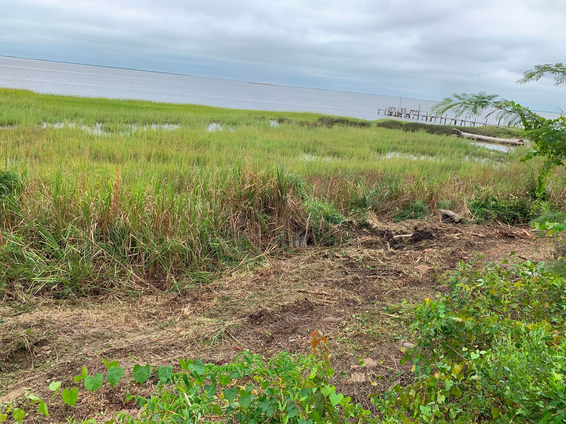 Grassy wetlands bordering a body of water under a cloudy sky.