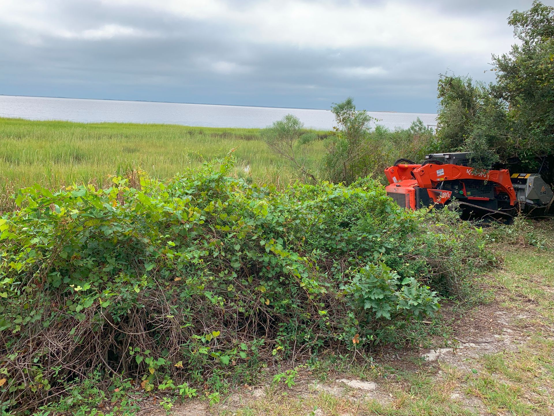 Orange compact track loader clearing overgrown vegetation near water.