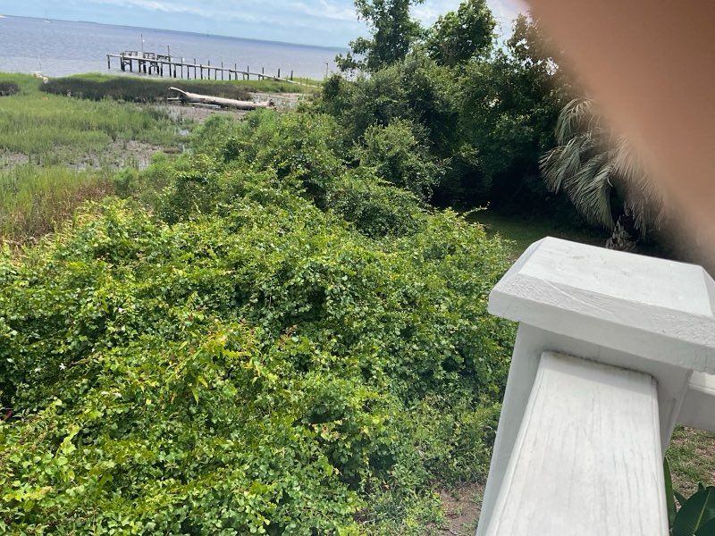 View of green foliage near water, with a white railing in the foreground.