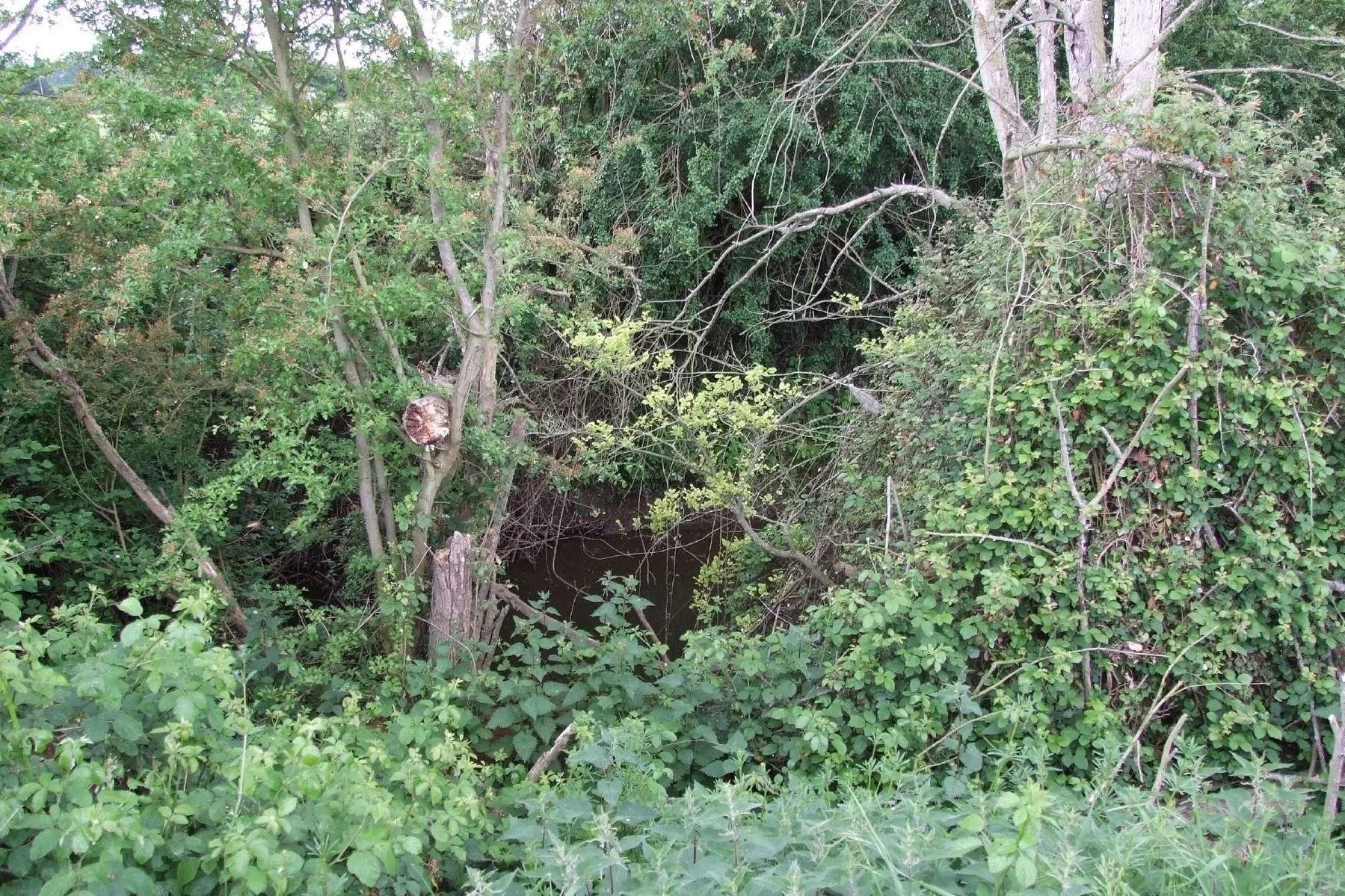 Overgrown, green forest scene; a dark area suggesting a hidden pond or stream.