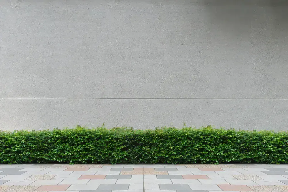Gray concrete wall with a green hedge and patterned sidewalk.