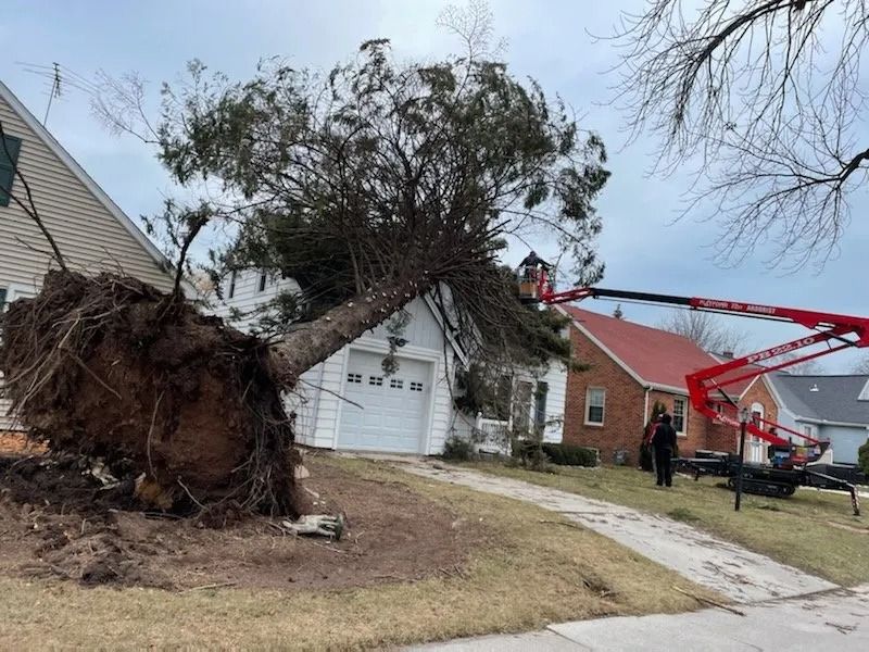 A large uprooted tree leaning against a house roof as a worker in a red aerial lift prepares for removal.