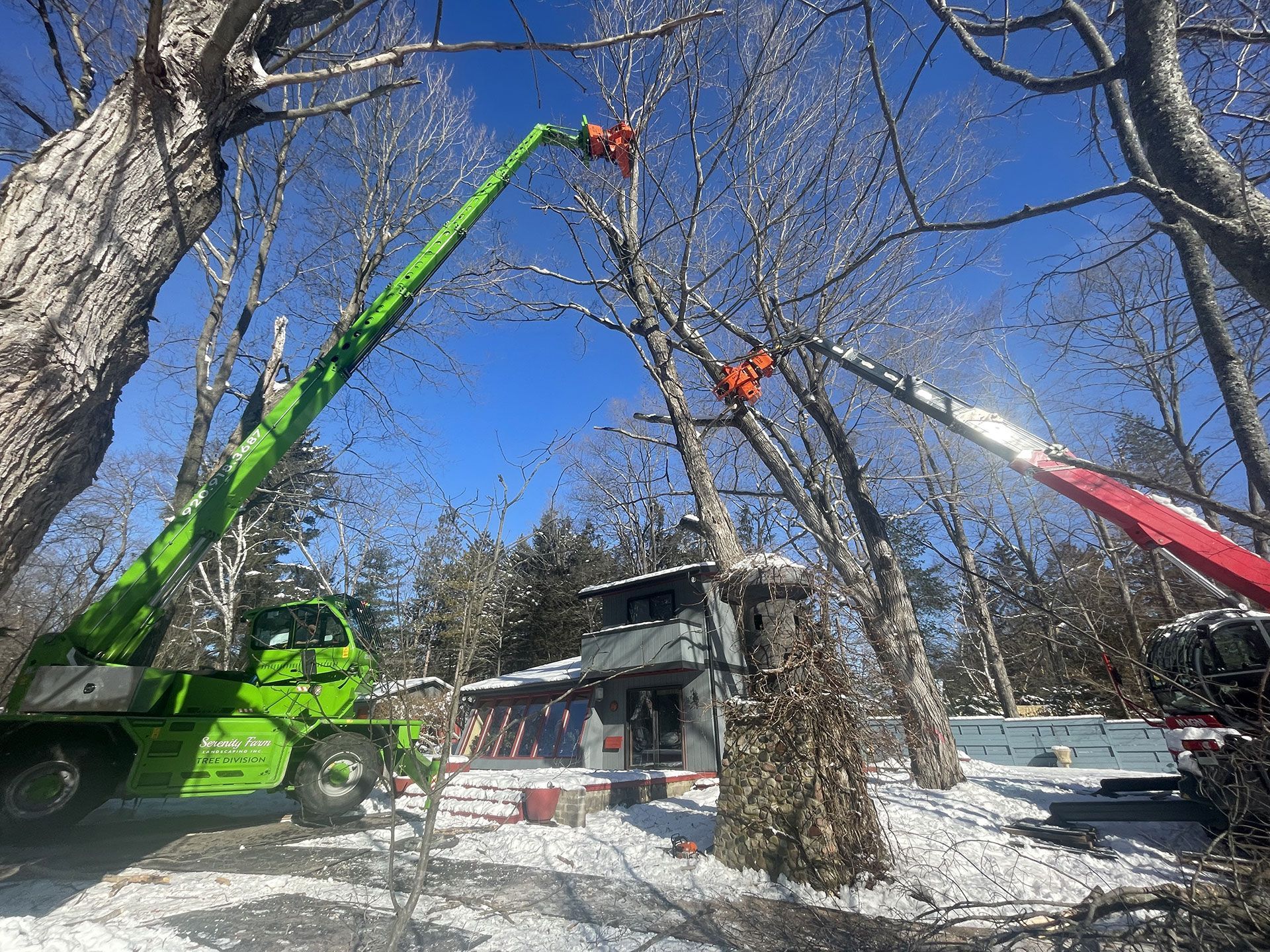 Two cranes with extended hydraulic arms work in a snow-covered yard to prune tall, bare trees against a clear blue sky.