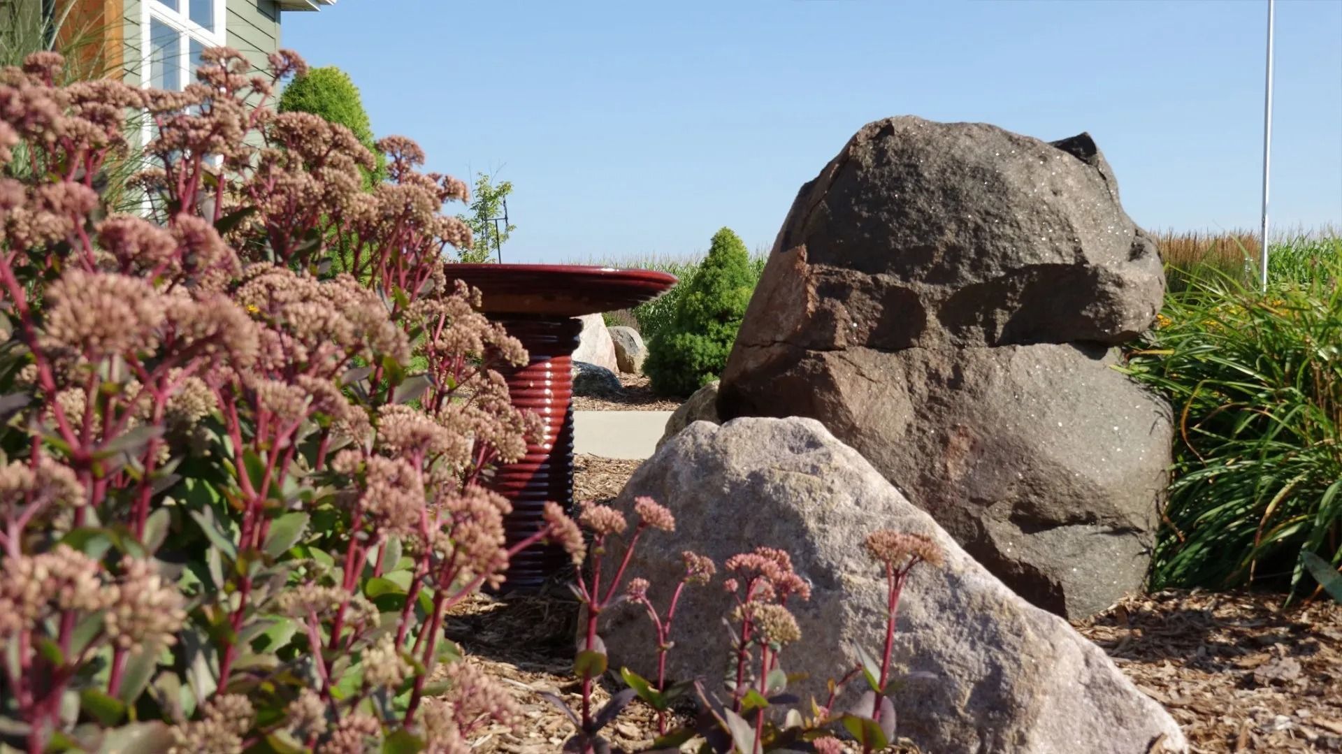 Large garden boulders and a red birdbath sit amidst blooming pink-purple sedum plants in a sunny yard.