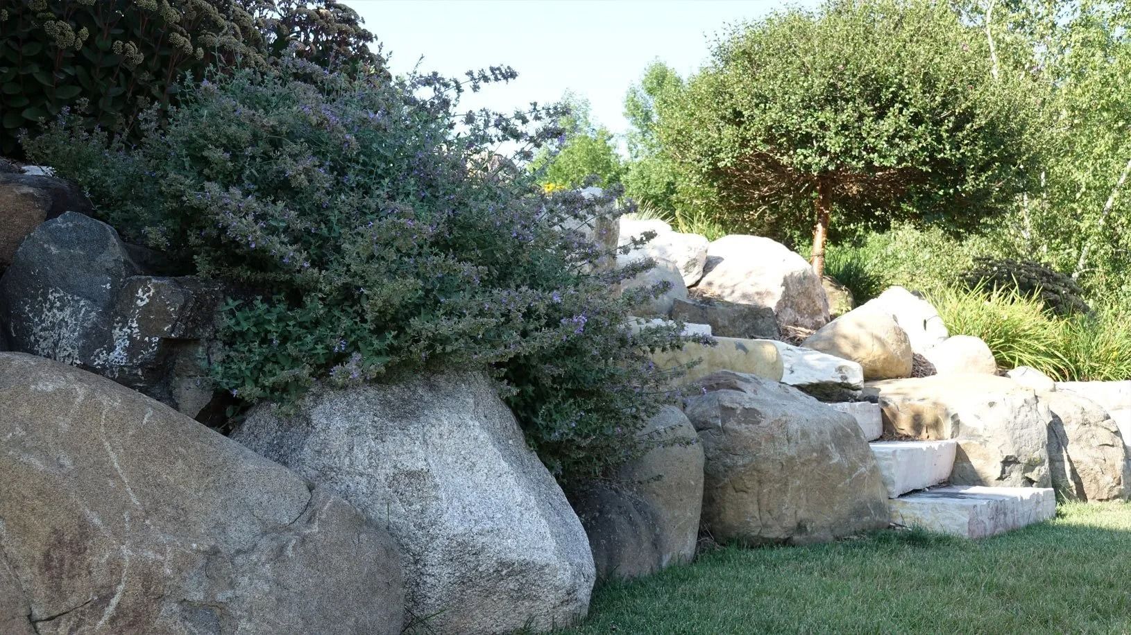 Large boulders form a tiered garden wall with a bushy green shrub and trees in the background.