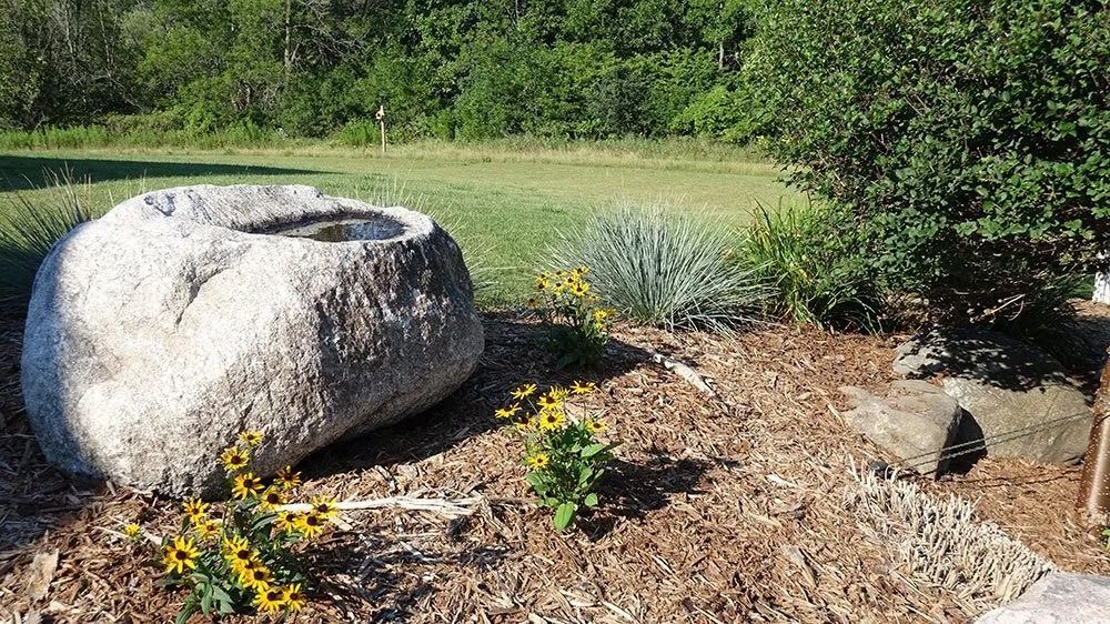 A large, hollowed-out granite boulder serving as a birdbath in a garden bed with yellow coneflowers and mulch.
