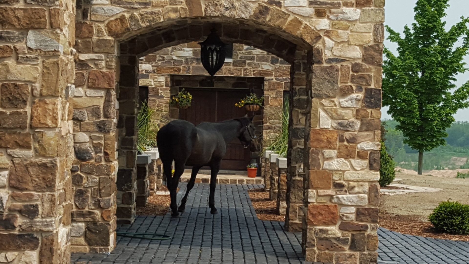 A black horse walks through a stone arched entryway toward a wooden door on a brick-paved patio.