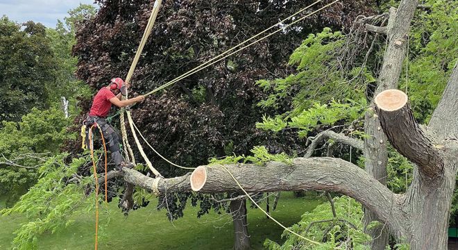An arborist in a red shirt and safety gear stands in a tree, using ropes to trim a large, cut branch.