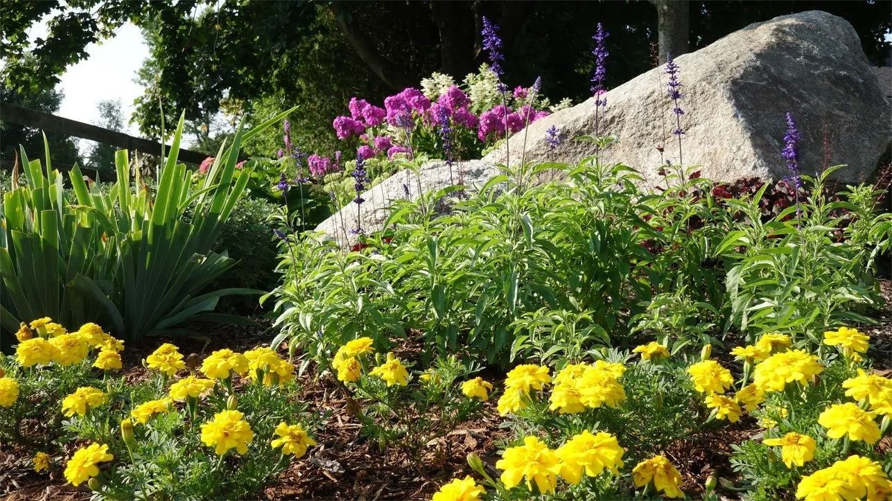 A flower garden with bright yellow marigolds in the foreground, purple salvia, and a large grey rock in the background.