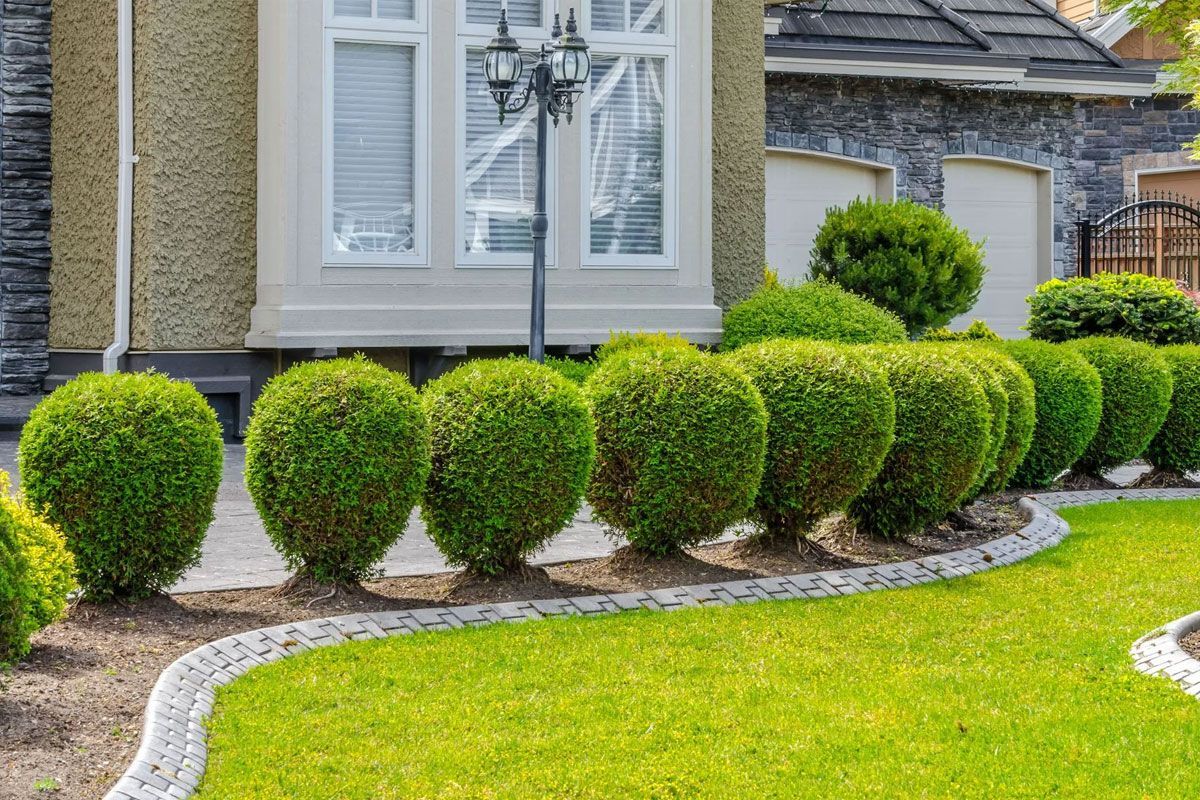 A manicured garden bed with a row of spherical green shrubs, bordered by paving stones against a house exterior.