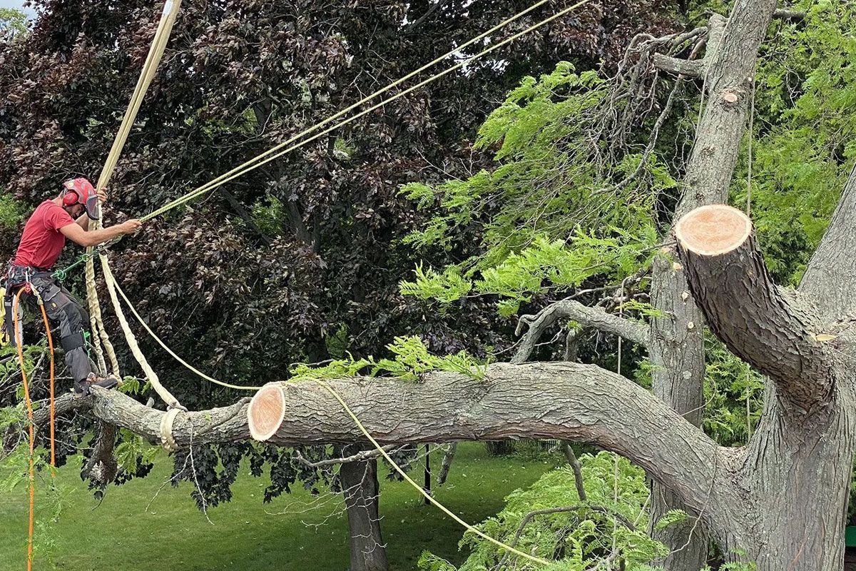 An arborist in a red shirt and helmet uses ropes to lower a large tree branch in a residential setting.
