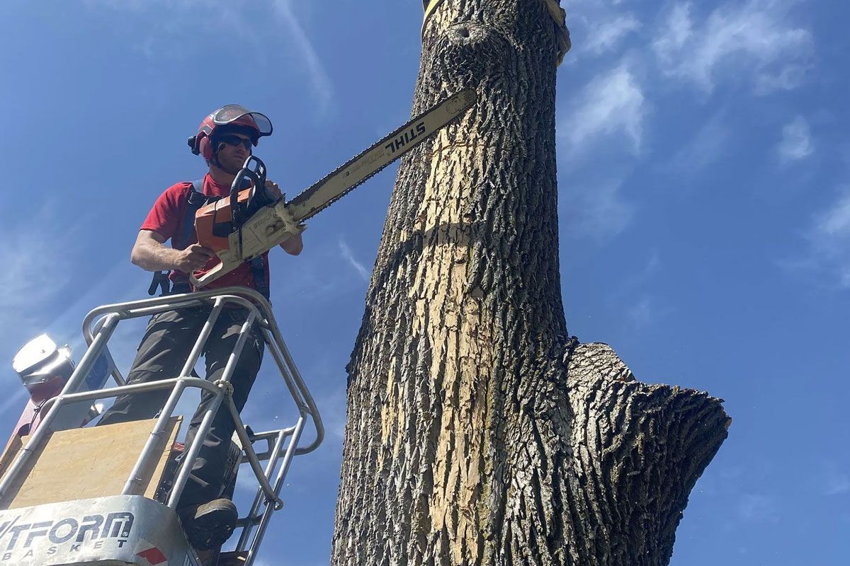 An arborist in a safety helmet and harness uses a chainsaw to cut a large tree while standing in a lift bucket.