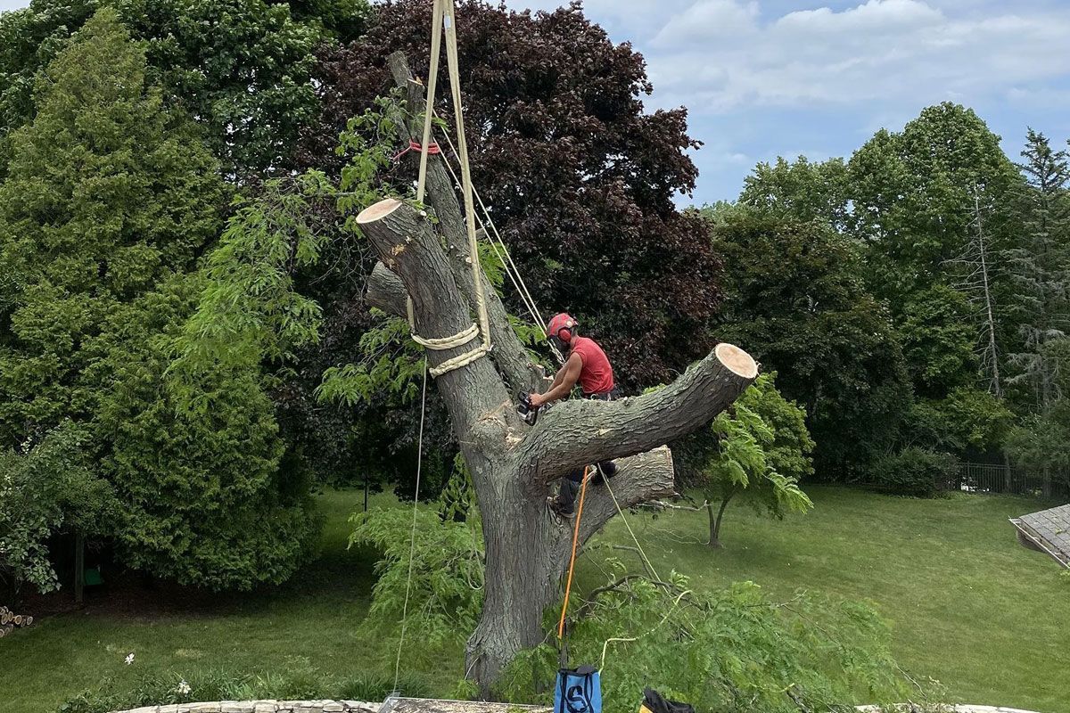An arborist in a red shirt and helmet uses a chainsaw to cut a large tree limb suspended by ropes in a lush, green yard.