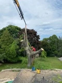 A crane lifts a large tree section with an arborist perched on it for removal in a green, wooded setting.