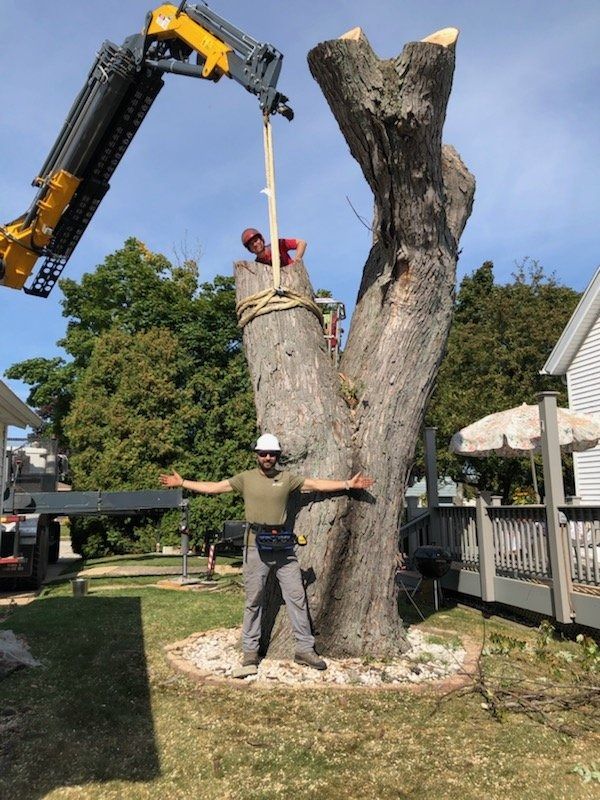 A person standing in front of a large tree being removed by a crane, with another worker positioned in the tree's center.