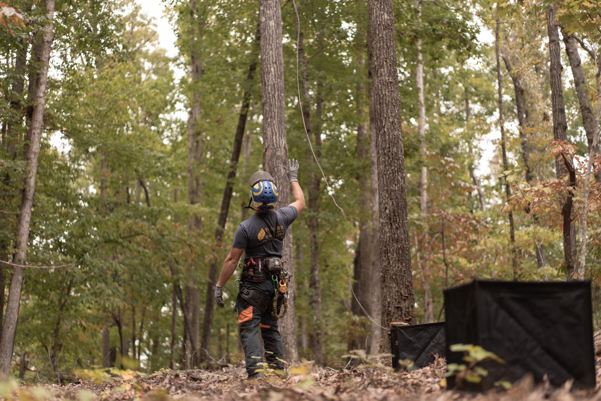 Residential tree removal service