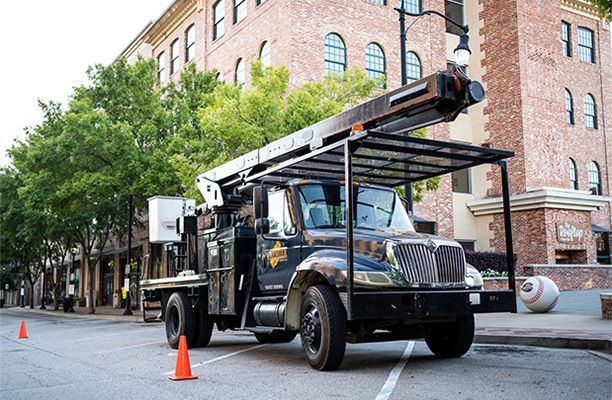 Commercial tree removal service