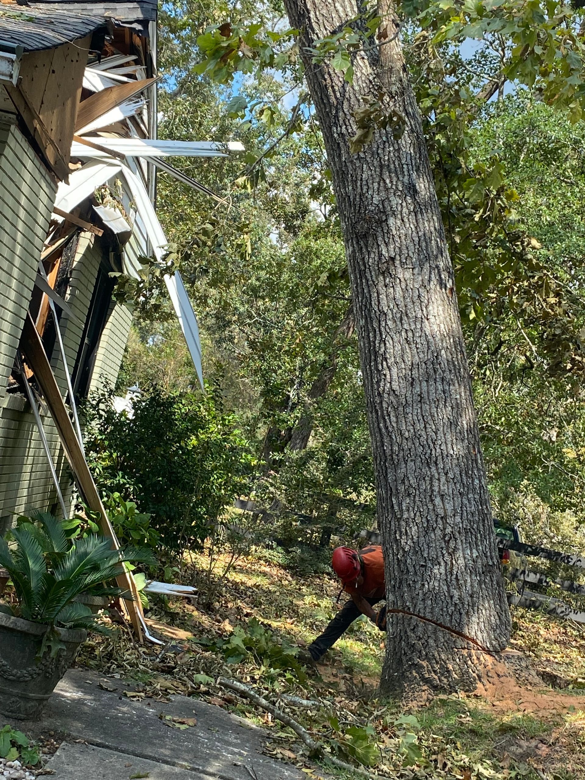 Emergency tree removal
