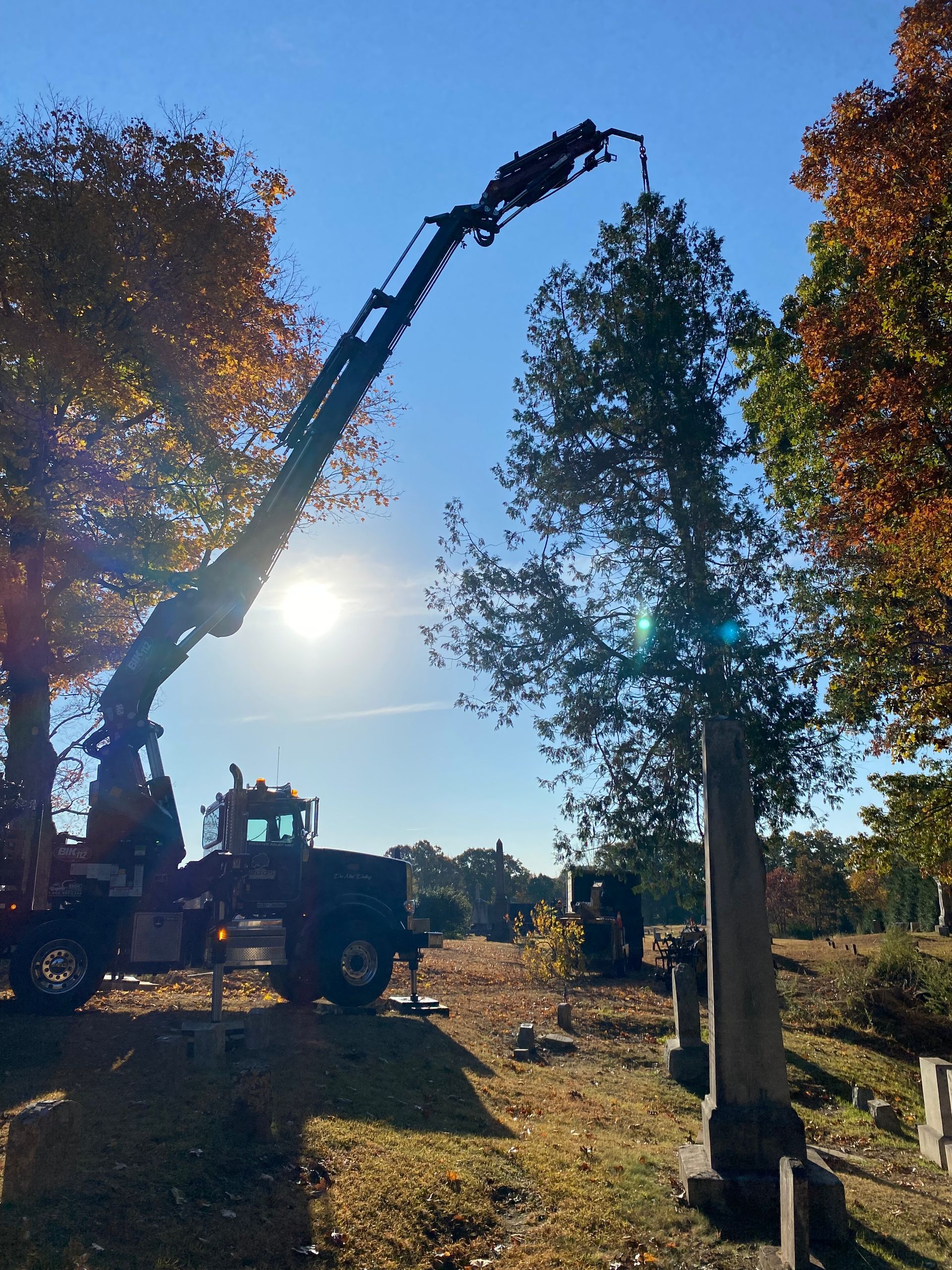 A crane is lifting a tree in a cemetery.