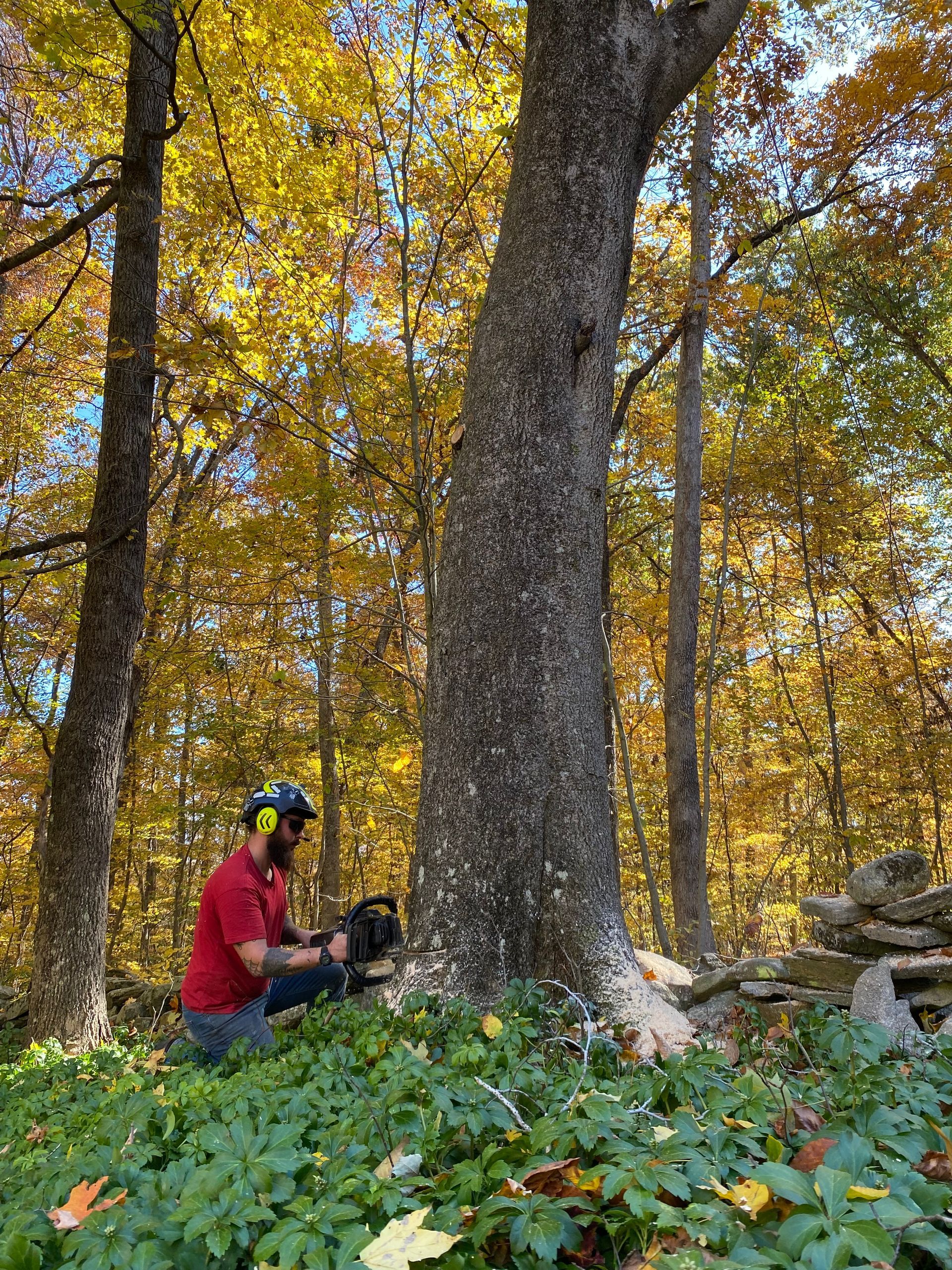 A man is sitting under a tree in the woods.
