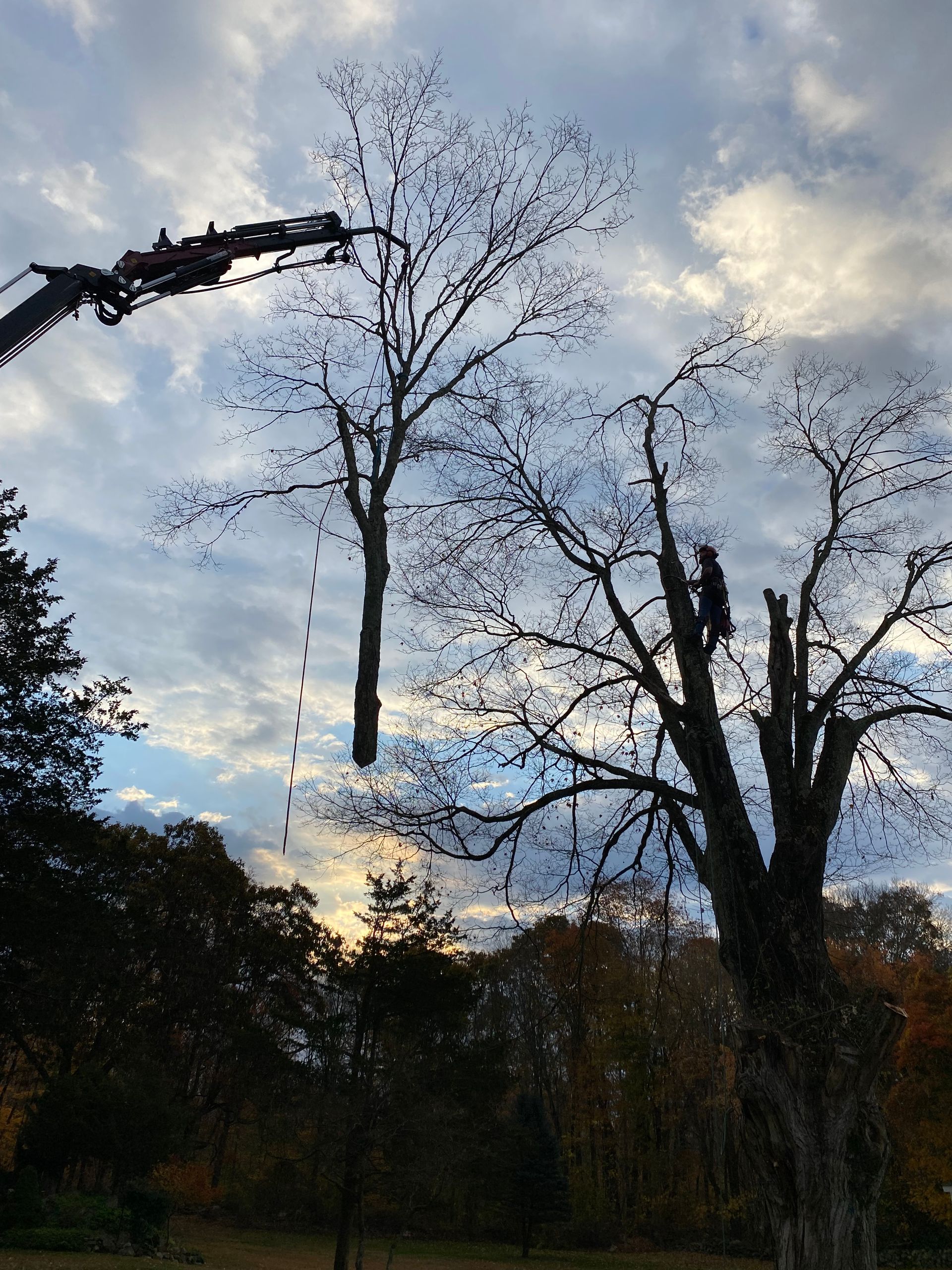 A man is cutting a tree with a crane.