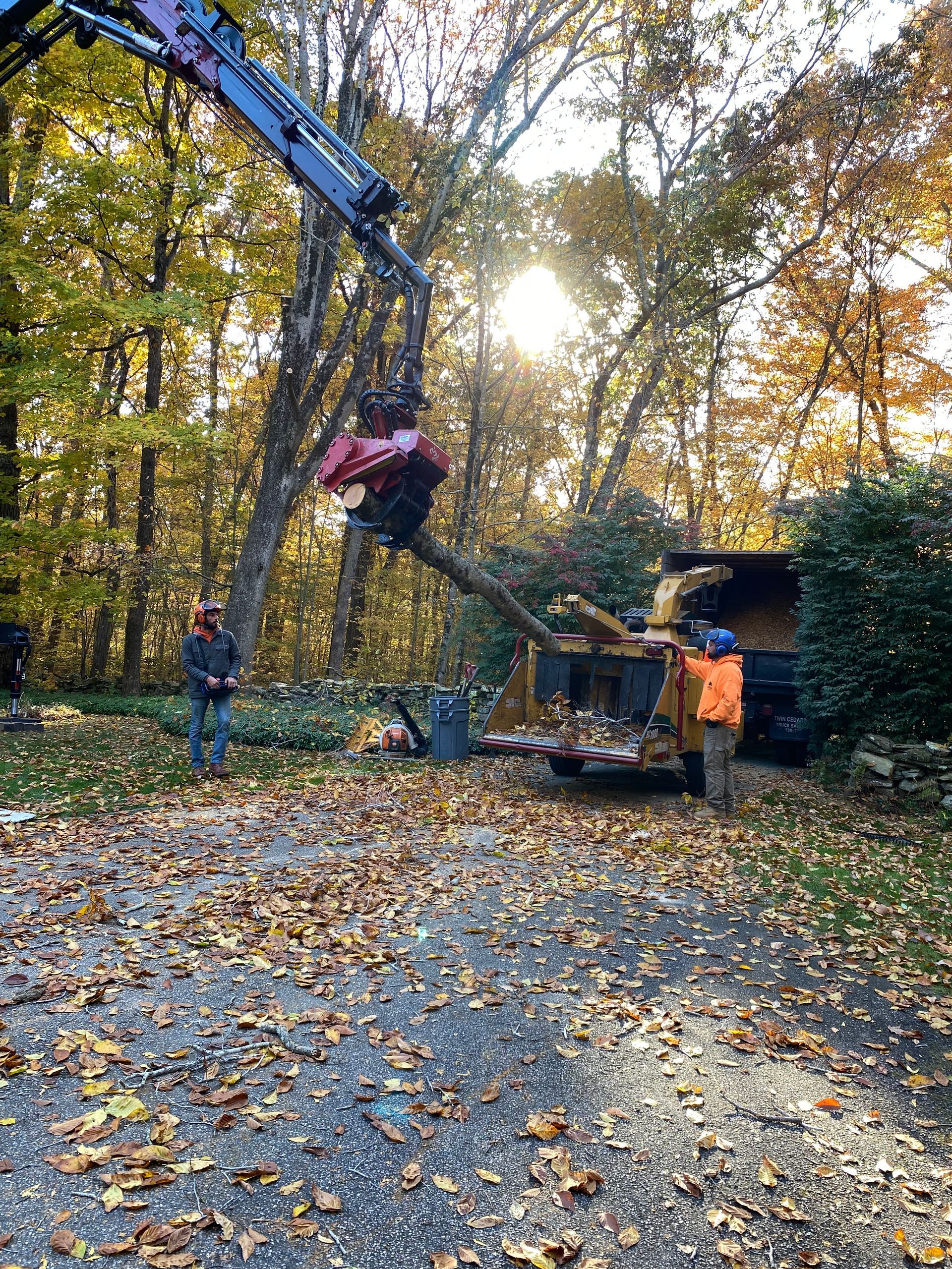 A crane is cutting a tree in the woods.