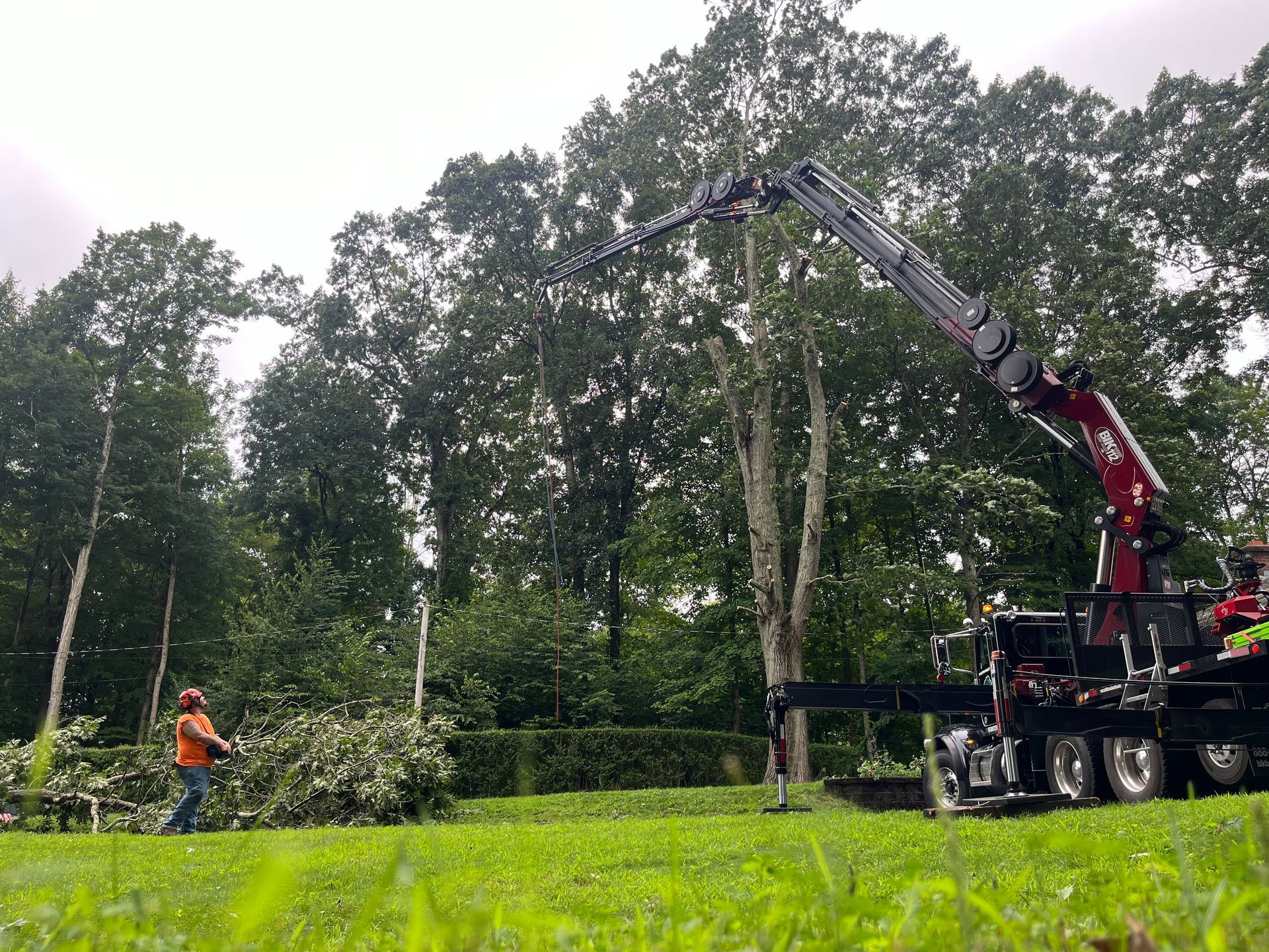 A crane is lifting a tree in a park.