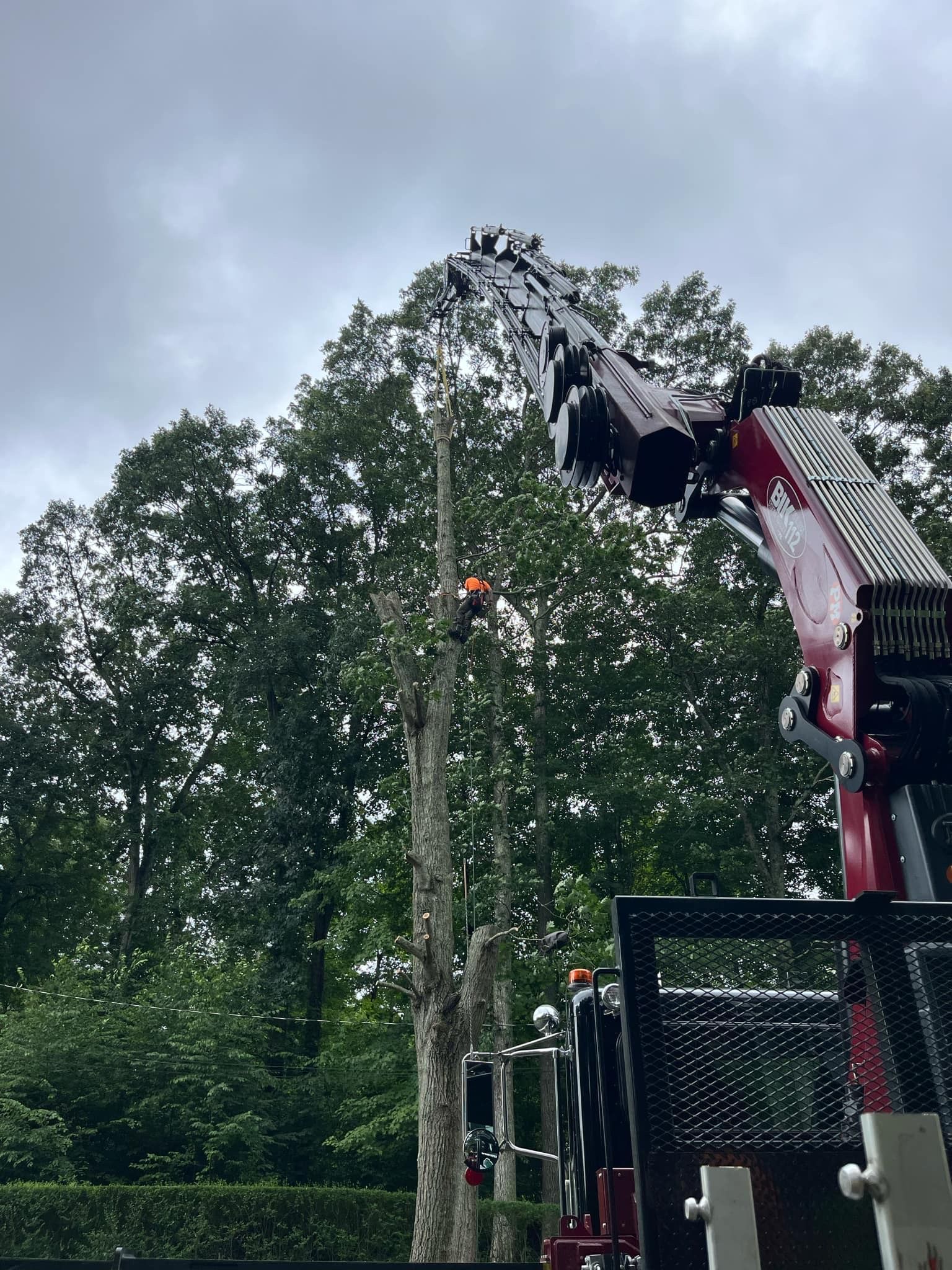 A man is climbing a tree with a crane.