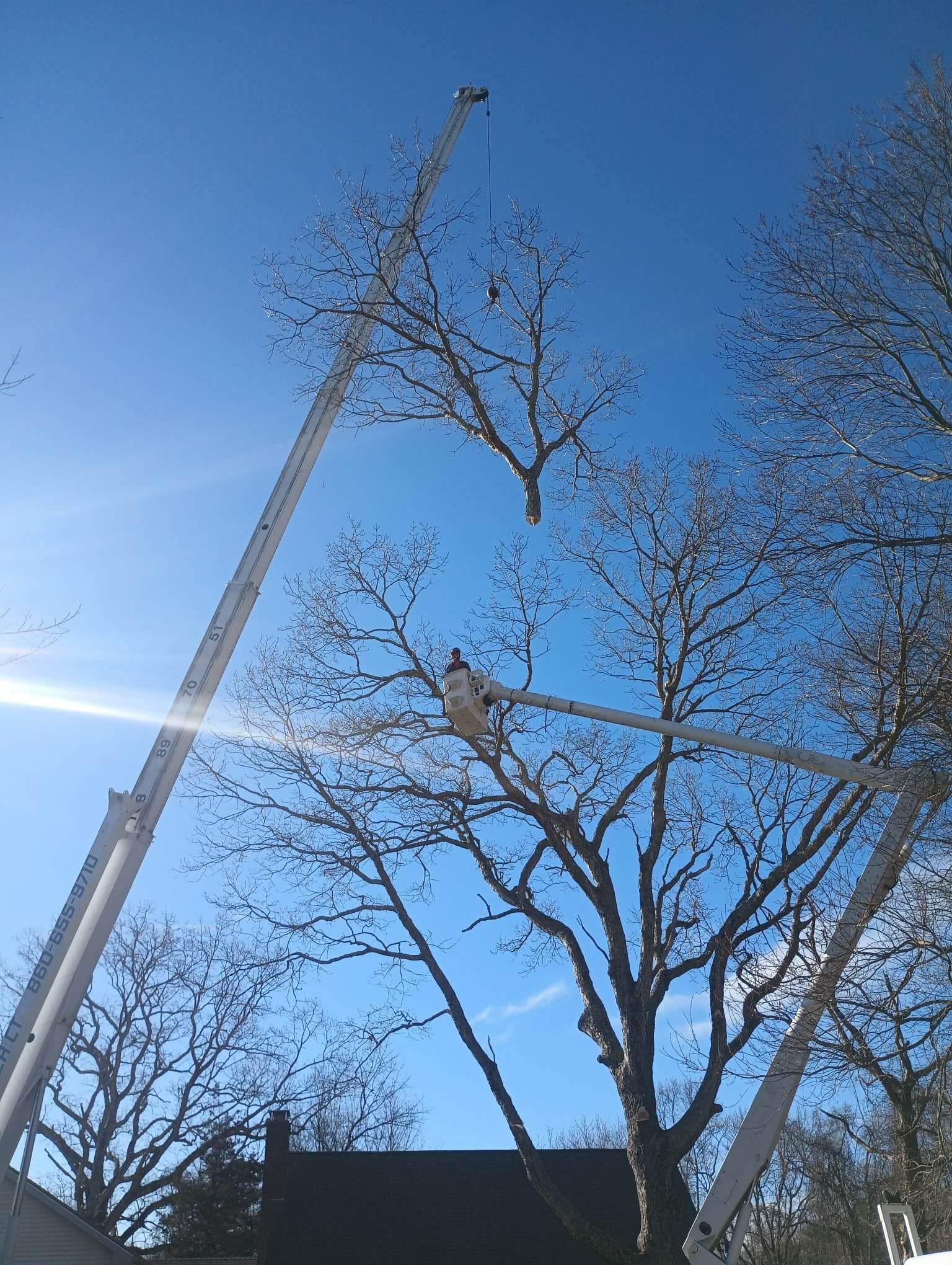A man is cutting a tree with a crane.