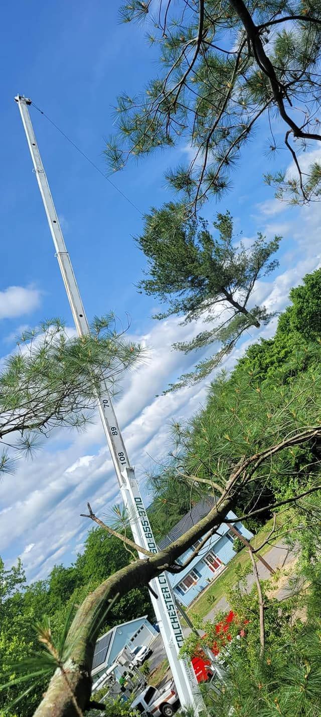 A tree is being cut down by a crane.