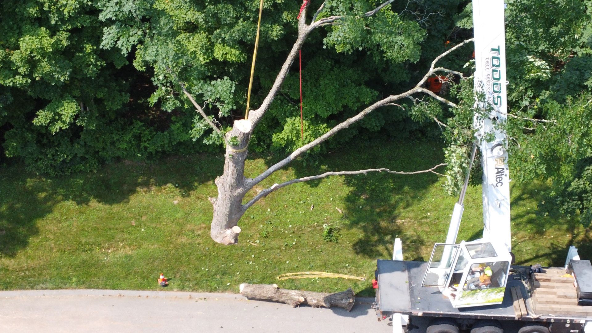 An aerial view of a tree being cut down by a crane.