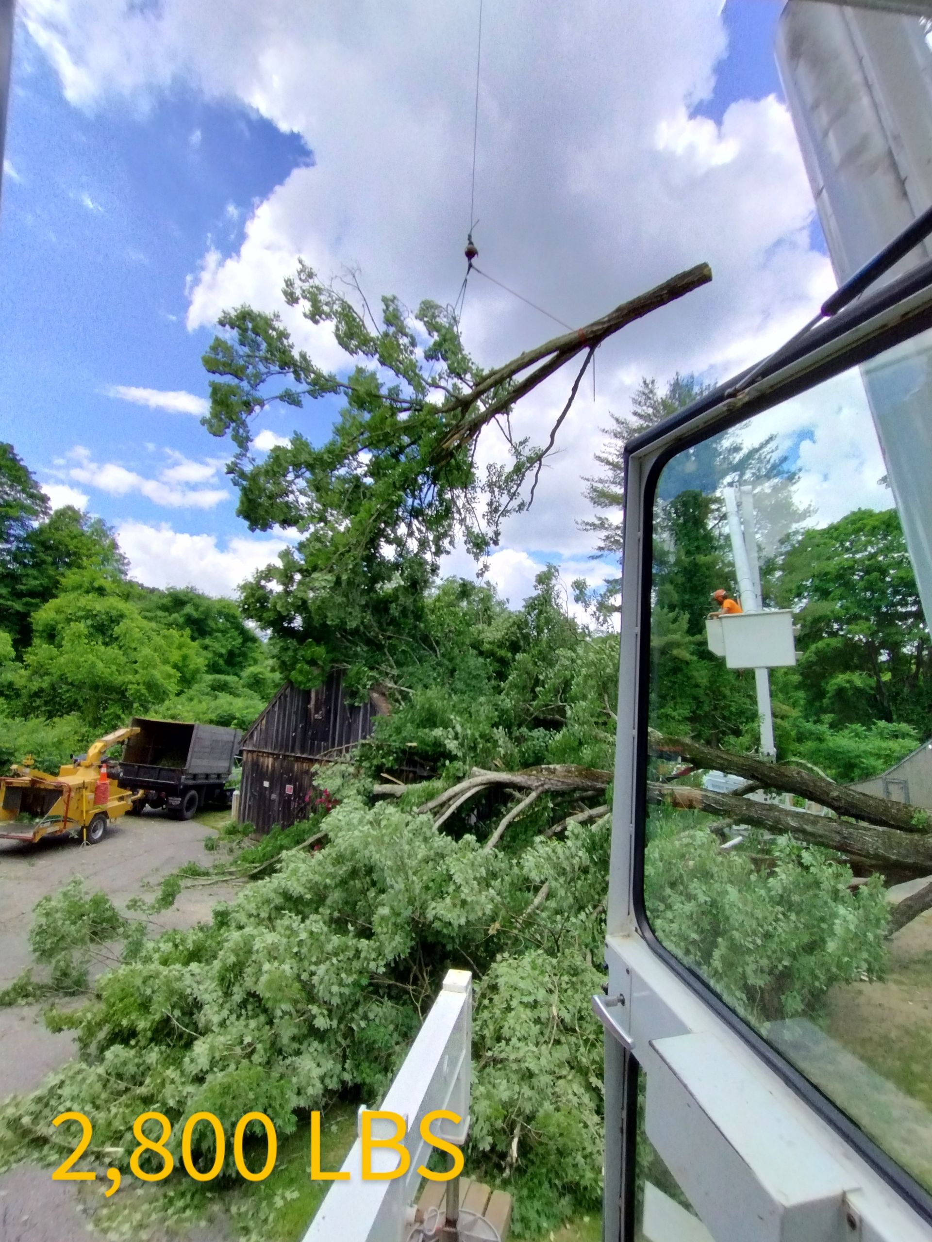 A large tree branch is hanging from a crane.