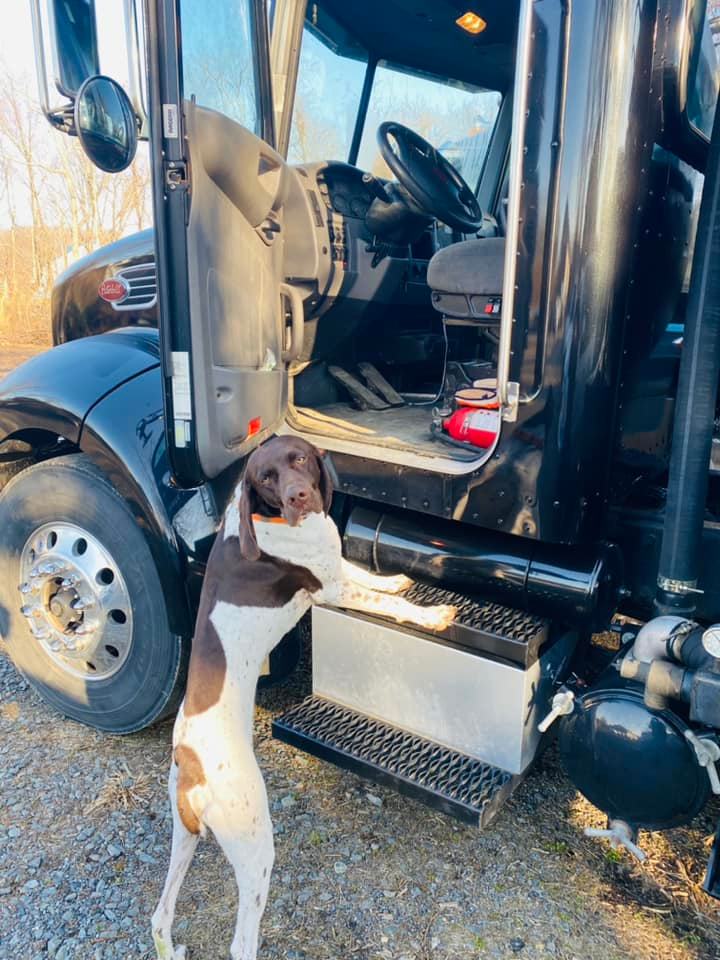Dog climbing on truck