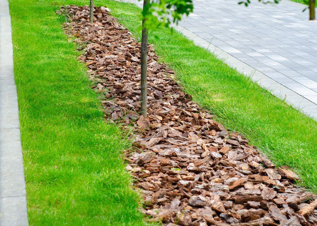 A row of trees sits next to a sidewalk covered in mulch.