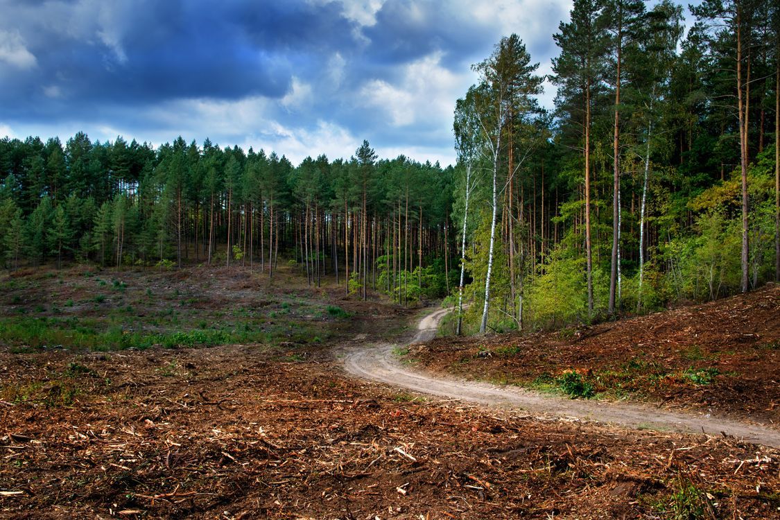 A dirt road goes through a deforested area in the middle of a forest.