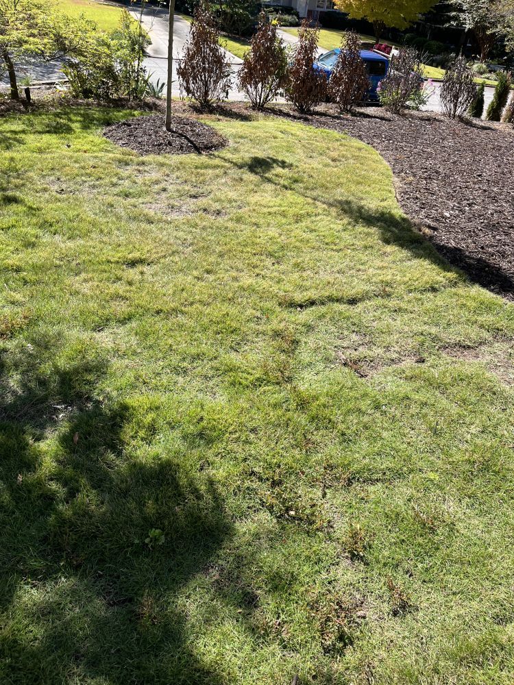A lush green lawn with a blue trash can in the background.