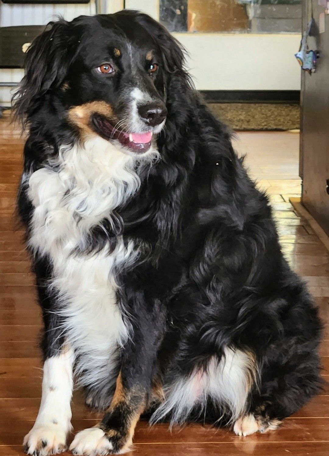 Black, white, and tan dog sitting indoors with tongue out, facing left