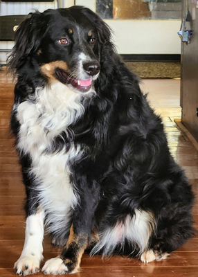 Black, white, and tan dog sitting on a wooden floor, looking to the side with its tongue out.